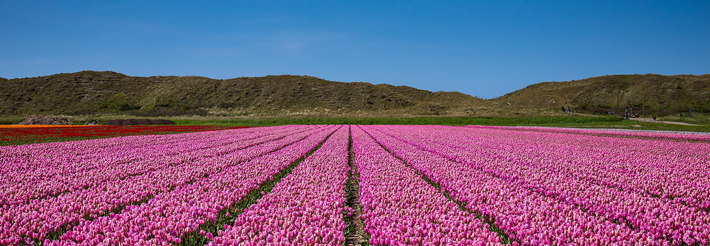 Tulip Special Kashmir