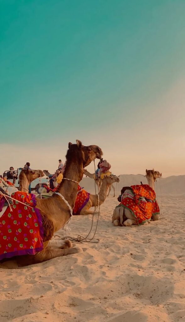 Thar desert 🐪